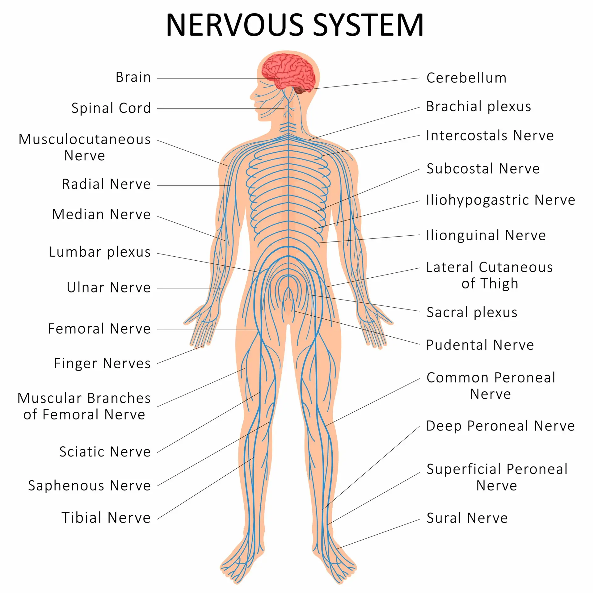 Kailo Nervous System Pathway Chart
