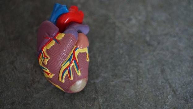  Anatomical Heart
