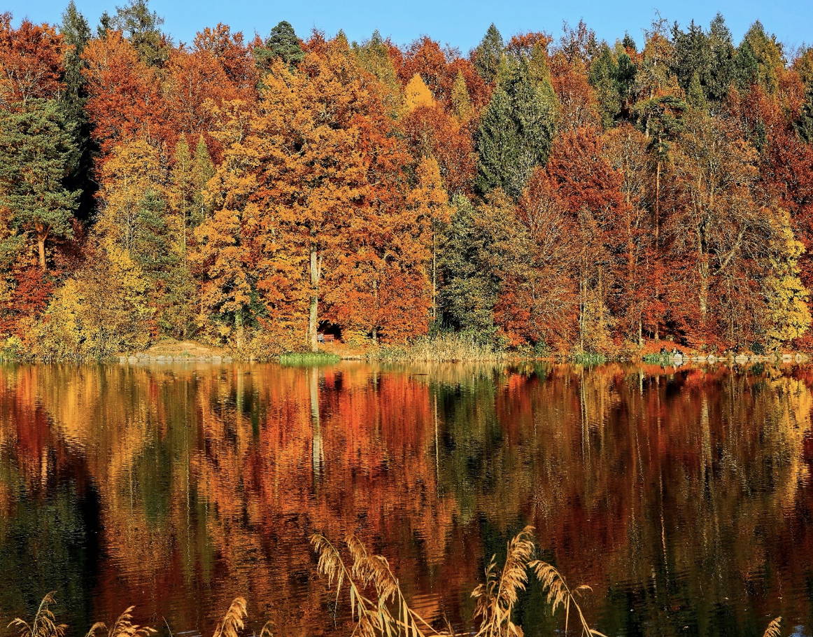Leaf Peeping