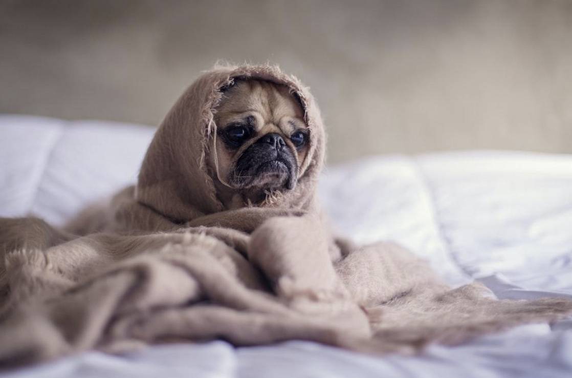 sleepy dog wrapped up in bed